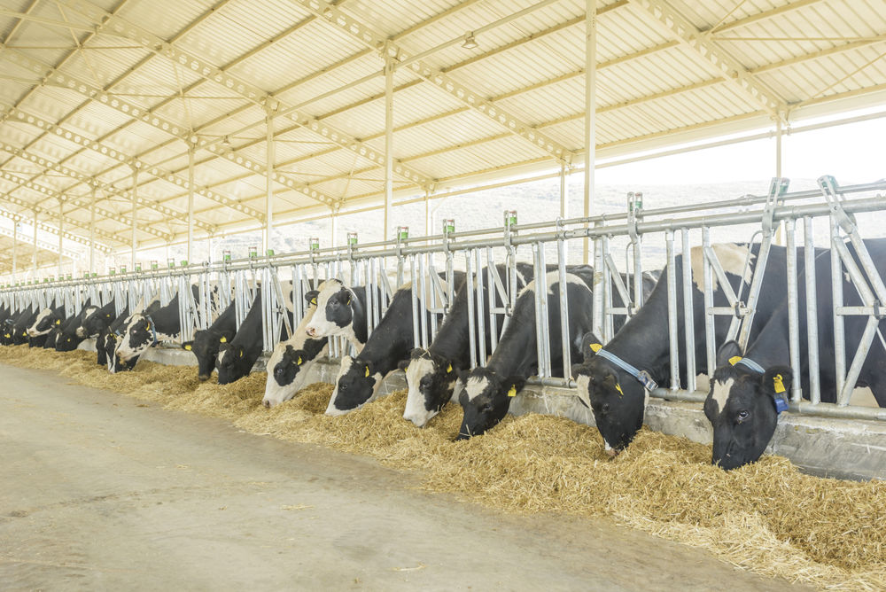 Cows eating in a Spanish dairy farm