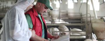 巴西養(yǎng)豬場(chǎng)豬舍靠風(fēng)機(jī)降溫水簾系統(tǒng)和噴霧農(nóng)業(yè)加濕器增加育肥豬產(chǎn)量