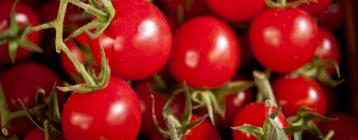 空氣加熱器、循環(huán)和抽排風(fēng)機(jī)助意大利番茄種植溫室控制抗寒濕度