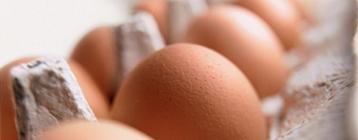 蒸發(fā)冷卻濕簾和排風(fēng)機(jī)為突尼斯養(yǎng)殖場降低沙漠氣候下蛋雞死亡率