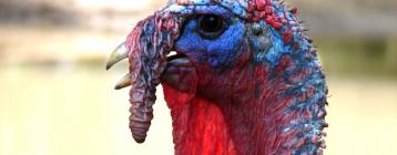 西班牙火雞肉制品廠家用通風(fēng)環(huán)控系統(tǒng)控制雞舍環(huán)境和加工工藝